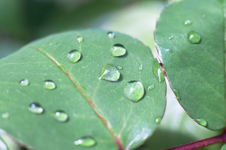 Close-up of a leaf and water drops on it background with reflection in waterの写真素材