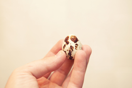 Quail egg in hand, close-up. Eggs quail.の写真素材