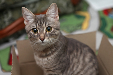 A gray tabby cat, with large eyes, sits in a box. A gray cat lies in a box, and looks into the camera. Lovely cat sleeping in the box.の写真素材