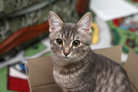 A gray tabby cat, with large eyes, sits in a box. A gray cat lies in a box, and looks into the camera. Lovely cat sleeping in the box.の写真素材