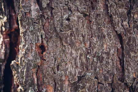 Crushed tree bark texture background close up. Shredded brown tree bark for decoration.の写真素材