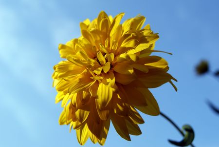 Rudbeckiaの写真素材