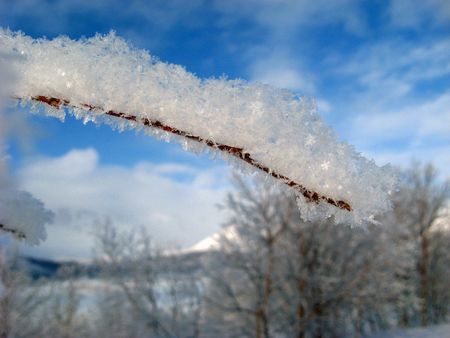 Ice and snow on the branch の写真素材