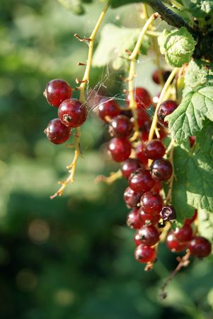 Red currantsの写真素材