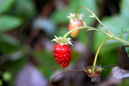 Strawberryの写真素材