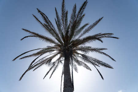 Palm tree in the sunny beach in Spainの写真素材