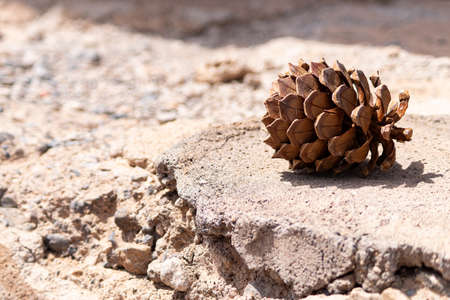 Pine cone on the ground in the desert. Minimalistic wallpaperの写真素材