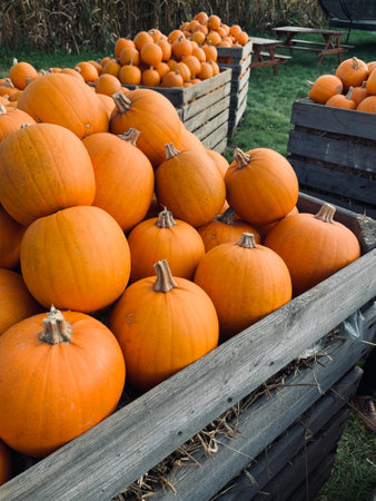 Pumpkin farm background. Golden autumn wallpaper. Halloween pumpkinの写真素材