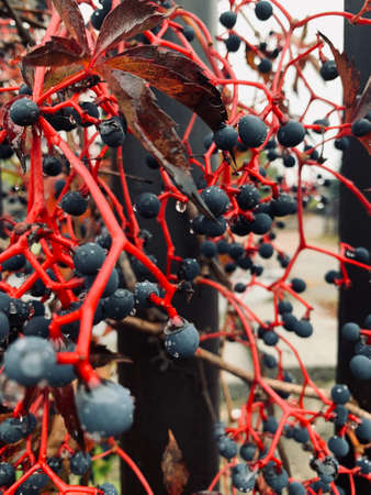 Autumn leaves background. Fall wallpaperの写真素材