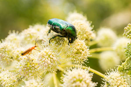 Beatle and flower.Close up of a large beatle collects honey on a yellow flowerの写真素材