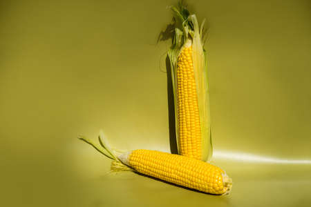 Fresh yellow corn cobs on green background. Fresh vegetables.の写真素材