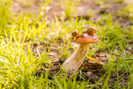 Beautiful mashroom in grass with snail on hat, backlight macro shootの写真素材
