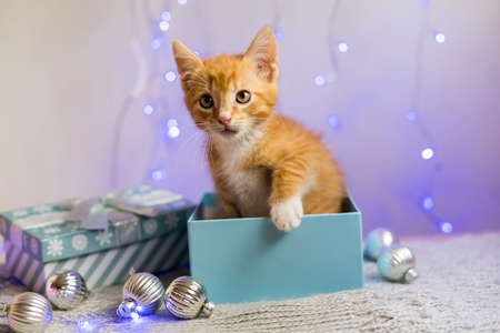 British kitten, Christmas and New Year, portrait cat on a studio color backgroundの写真素材