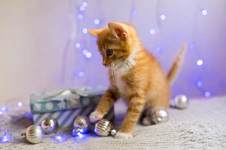 British kitten, Christmas and New Year, portrait cat on a studio color backgroundの写真素材