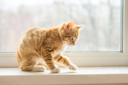 Cat with ginger fur is sitting on windowの写真素材
