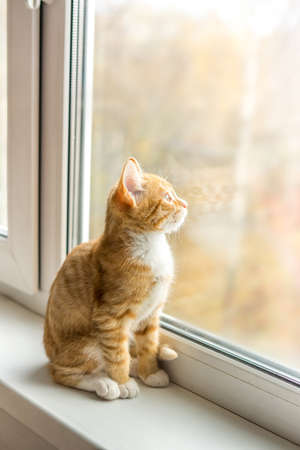 Cat with ginger fur is sitting on windowの写真素材