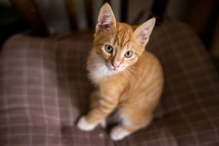 Portrait of a ginger cat with empty space and isolated on beigeの写真素材