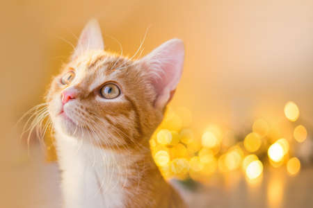 Portrait of a ginger cat on blured boken backgroundの写真素材