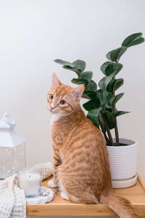 Cute ginger cat is sitting near flower pots with zamiokulkas and succulents .Ecofriendly homeの写真素材