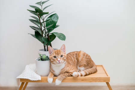 Cute ginger cat is sitting near flower pots with zamiokulkas and succulents .Ecofriendly home