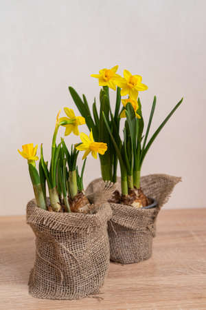 Springtime blooming yellow daffodils,in natural decorated pots. Ecofriendly life conceptの写真素材