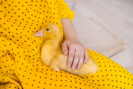 Close-up of three ducklings in the arms of a child. Easterの写真素材