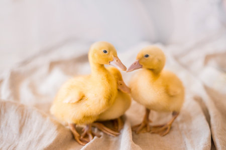 Three yellow ducklings sitting in a straw basket with hay. Easter concept.の写真素材