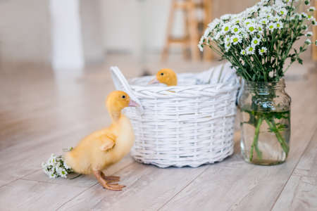 Three yellow ducklings sitting in a straw basket with hay. Easter concept.の写真素材