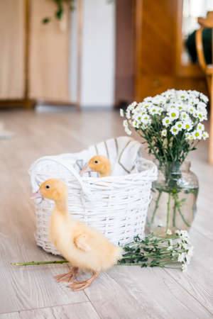 Three yellow ducklings sitting in a straw basket with hay. Easter concept.の写真素材