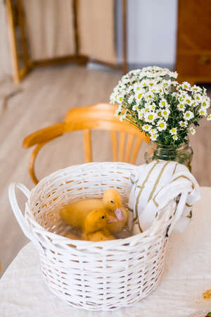 Three yellow ducklings sitting in a straw basket with hay. Easter concept.の写真素材
