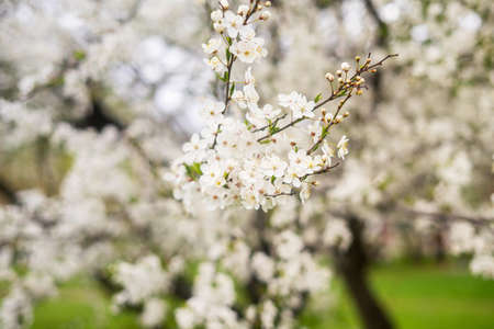 Beautiful spring cherry blossom with fading in to pastel pink and white background.の写真素材