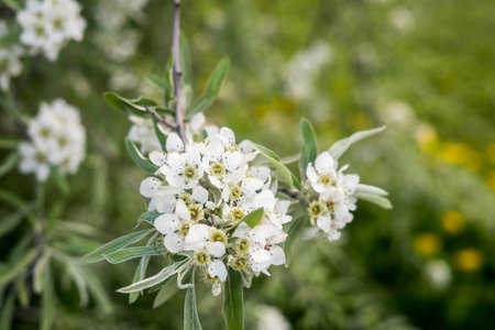 Apple blossoms. spring trees in bloom. white flowers on treesの写真素材