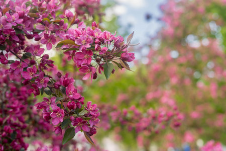 Pink flowers of blossoming apple-tree grade Malus Rudolph in spring gardenの写真素材