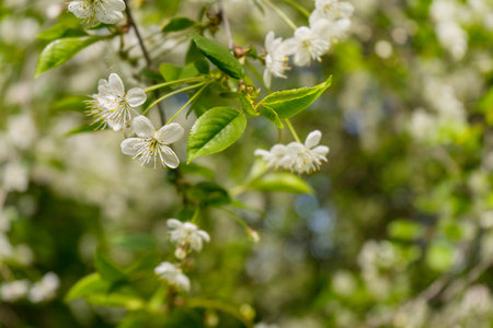 Apple blossoms. spring trees in bloom. white flowers on treesの写真素材