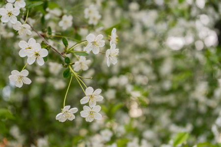 White cherry blossosms in spring on bokeh background, soft light.の写真素材
