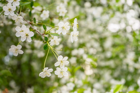 White cherry blossosms in spring on bokeh background, soft light.の写真素材