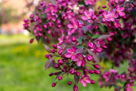Pink flowers of blossoming apple-tree grade Malus Rudolph in spring gardenの写真素材