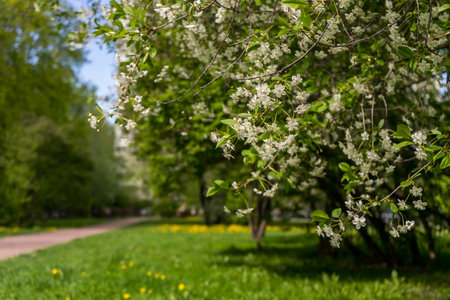 Apple blossoms. spring trees in bloom. white flowers on treesの写真素材