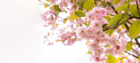 Spring flowering of sakura a festive wedding greeting card, wedding invitationの写真素材