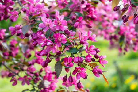 Pink flowers of blossoming apple-tree grade Malus Rudolph in spring garden