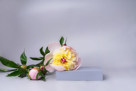 Podium for display cosmetic and goods with fresh spring flowers piony modern fashion style.の写真素材