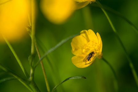 nature spring grass background texture.