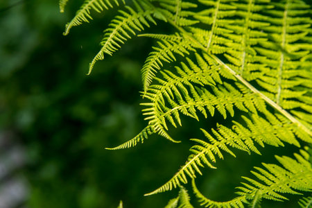 close up of green ferns in a botanical garden