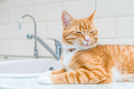 Beautiful ginger long hair cat lying on kitchen table on a sunny day at homeの写真素材