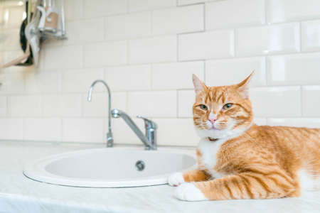 Beautiful ginger long hair cat lying on kitchen table on a sunny day at homeの写真素材
