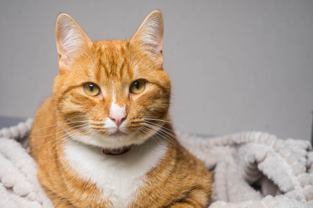 Cute ginger cat lying in bed under a blanket. Fluffy pet comfortably settled to sleep.の写真素材