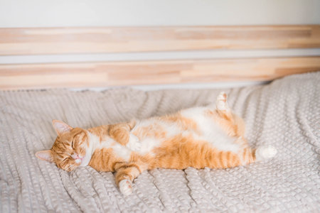 Ginger cat relaxing on couch in living room lying in funny pose on blanket. Pet enjoying sun at homeの写真素材