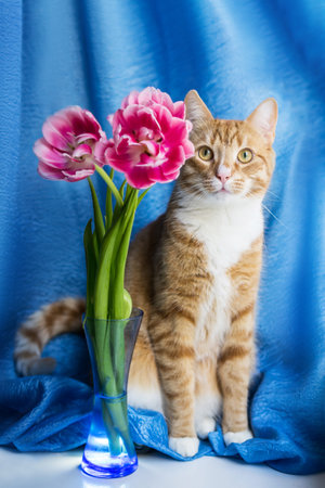 Home interior decor, still life bouquet of tulips in a vase and ginger catの写真素材
