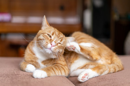 Ginger cat sleeps in funny pose. Baby cat sleeping in bed.の写真素材