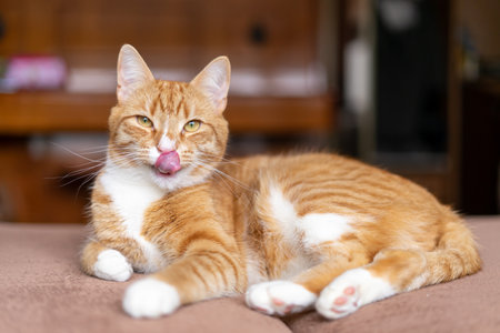 Ginger cat sleeps in funny pose. Baby cat sleeping in bed.の写真素材